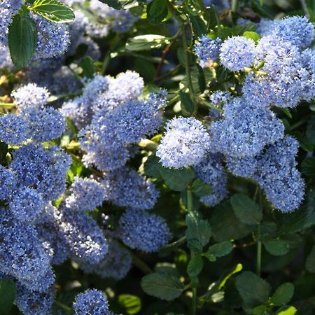 Rosa Di Assisi Acomodação com café da manhã Bastia Umbra Exterior foto