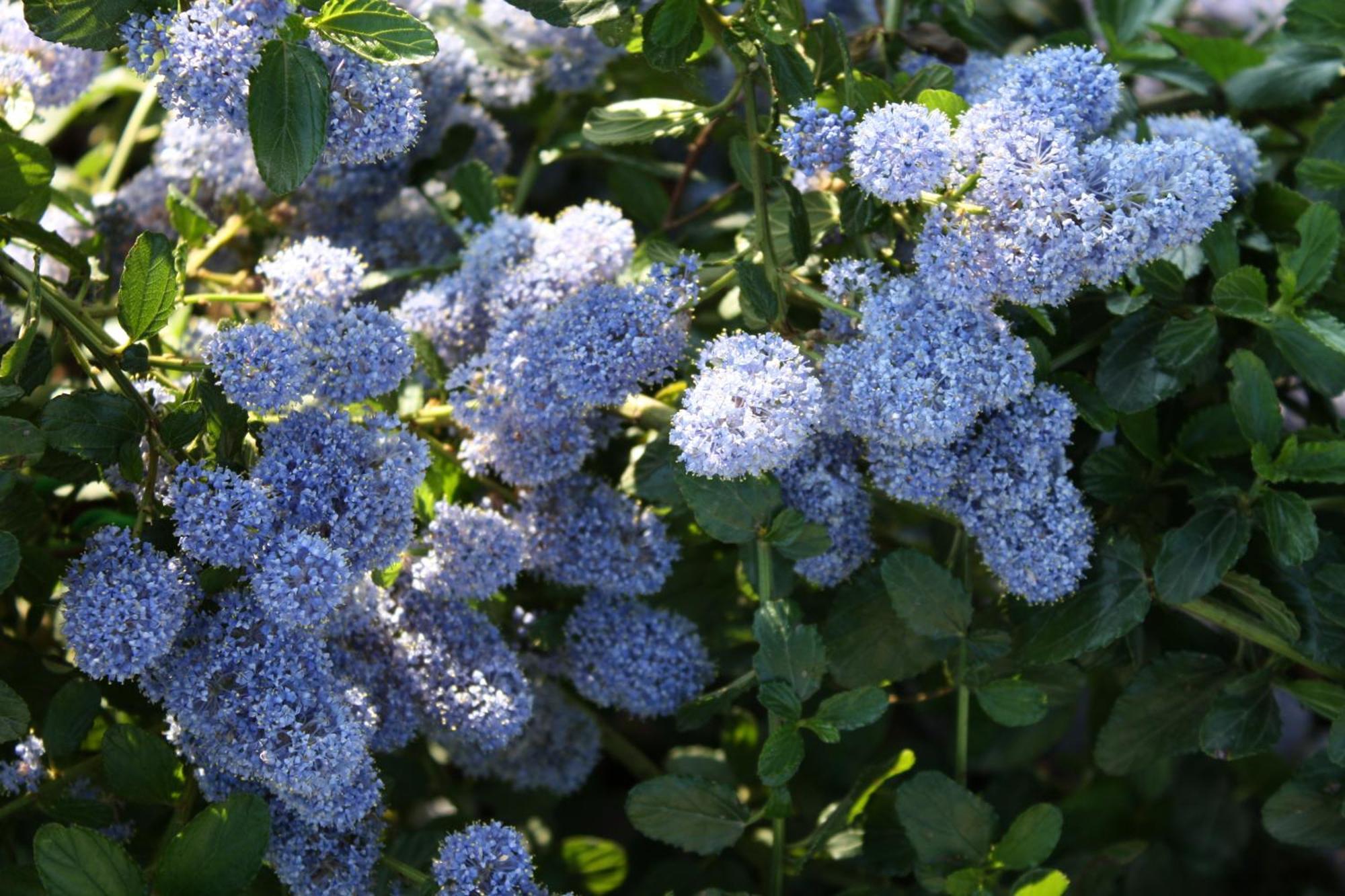 Rosa Di Assisi Acomodação com café da manhã Bastia Umbra Exterior foto